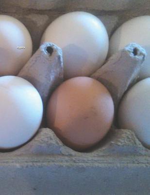 Eggstra 1096443295 Book Cover