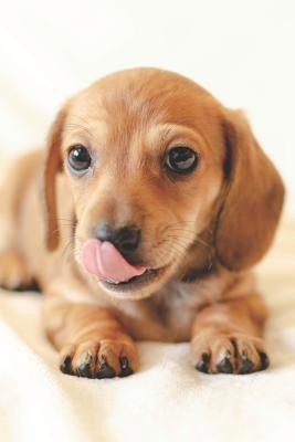 Dackel Kalender: Hunde Kalender 2019/2020 ab Ju... [German] 1092852042 Book Cover