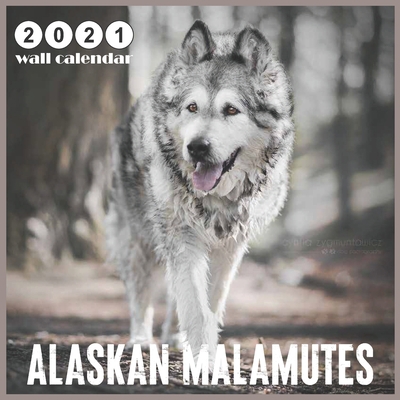 Paperback Alaskan Malamutes: 2021 Wall & Office Calendar, 12 Month Calendar Book