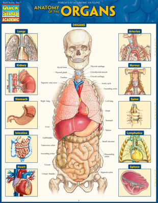 Anatomy of the Organs: Quickstudy Laminated Ref... 1423234634 Book Cover