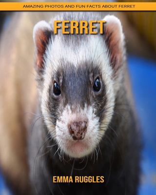 Ferret: Amazing Photos and Fun Facts about Ferret