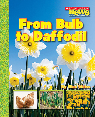 From Bulb to Daffodil (Scholastic News Nonficti... 053118787X Book Cover