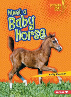 Meet a Baby Horse 1512412384 Book Cover