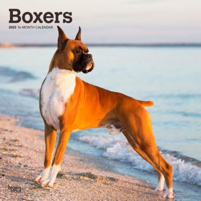 Boxers 2025 12 X 24 Inch Monthly Square Wall Ca... 1975476727 Book Cover