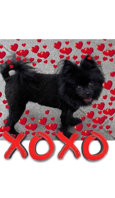 Valentine's all Love xoxo Pomeranian creative b... 1714264378 Book Cover