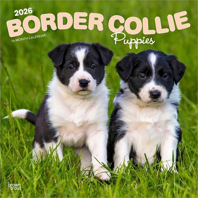 Border Collie Puppies 2026 12 X 24 Inch (Hangin... B0DYLLGDS9 Book Cover