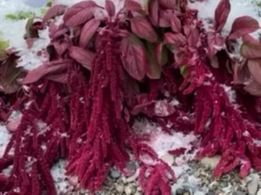 Amaranthus