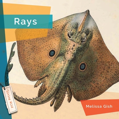 Rays 1640268014 Book Cover