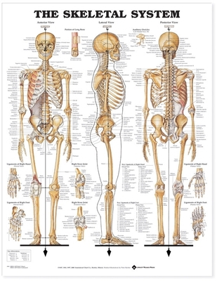 The Skeletal System Anatomical Chart 1587796821 Book Cover