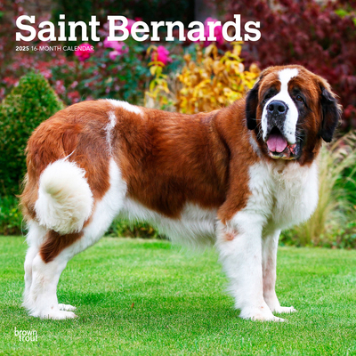 Saint Bernards 2025 12 X 24 Inch Monthly Square... 1975477650 Book Cover