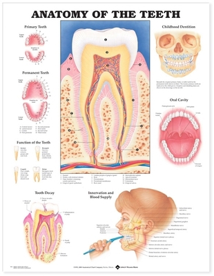 Anatomy of the Teeth Anatomical Chart 1587790998 Book Cover