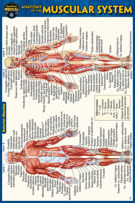 Anatomy of the Muscular System (Pocket-Sized Ed... 1423242726 Book Cover