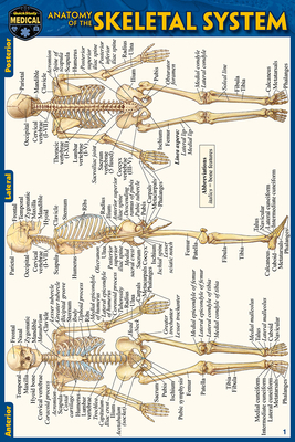 Anatomy of the Skeletal System (Pocket-Sized Ed... 1423242750 Book Cover