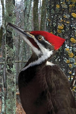 Pileated Woodpecker Blank Journal 1935666622 Book Cover