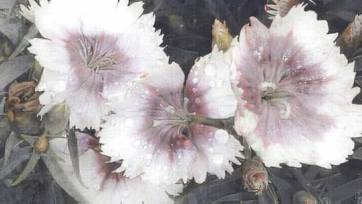 Paperback Line Journal Volume 74 Book