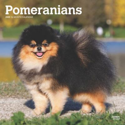 Pomeranians 2025 12 X 24 Inch Monthly Square Wa... 1975477537 Book Cover