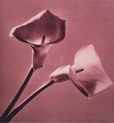 Pistils book by Robert Mapplethorpe