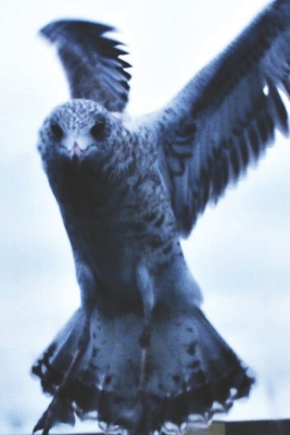 Ephemera B0D4M263F2 Book Cover