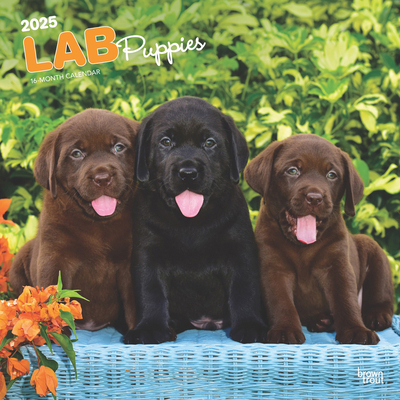 Labrador Retriever Puppies 2025 12 X 24 Inch Mo... 1975477308 Book Cover