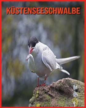 K?stenseeschwalbe: Lustige Fakten und erstaunliche Fotos von Tieren in der Natur