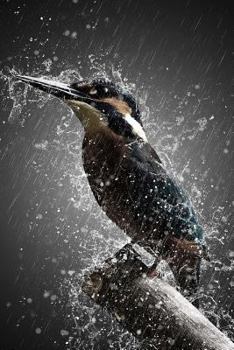 Paperback Rain Bird Notebook Book