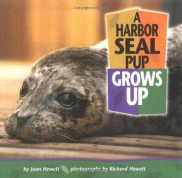 Hardcover A Harbor Seal Pup Grows Up Book