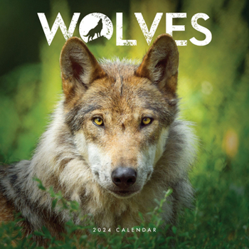 Calendar 2024 Wolves Mini WallCalendar Book