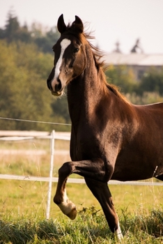 Paperback American Saddlebred Horse Journal: 150 Page Lined Notebook/Diary Book