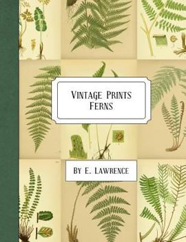 Paperback Vintage Prints: Ferns Book