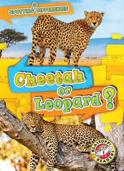 Paperback Cheetah or Leopard? Book