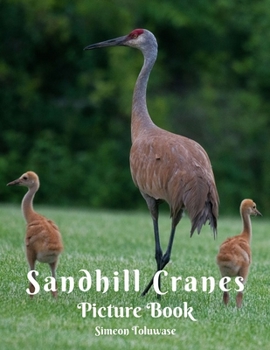 Sandhill Cranes Picture Book: A gift Book for Bird Lovers Bird Watchers Seniors Adults with Dementia Alzheimer Patients Photobook colection of ... Women Adults Children and Kid Crane Species