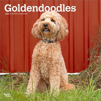 Goldendoodles 2026 12 X 24 Inch (Hanging) Monthly Square Wall Calendar Plastic-Free
