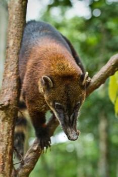 Paperback Coatimundi in a Tree in the Amazon Rainforest Journal: 150 Page Lined Notebook/Diary Book