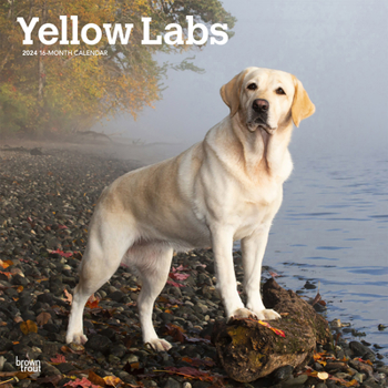 Calendar Labrador Retrievers, Yellow 2024 Square Book