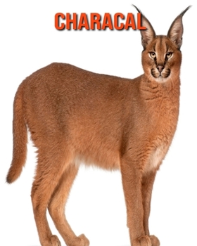 Paperback Characal: Informations Etonnantes & Images [French] Book