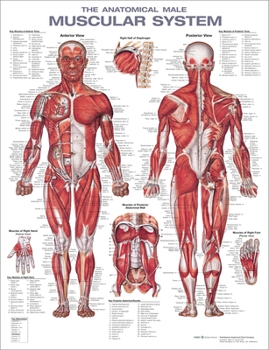 Wall Chart The Anatomical Male Muscular System Anatomical Chart Book