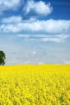 Paperback You Scratch My Back and I'll Scratch Yours Notebook Book