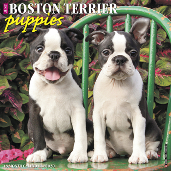 Calendar Just Boston Terrier Puppies 2020 Wall Calendar (Dog Breed Calendar) Book
