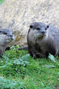 Paperback Two Curious Oriental Small-Clawed River Otters (Amblonyx cinereus) Journal: 150 Page Lined Notebook/Diary Book