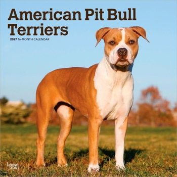 American Pit Bull Terriers | 2027 12 x 24 Inch (Hanging) Monthly Square Wall Calendar | Plastic-Free | BrownTrout | Animals Dog Breeds