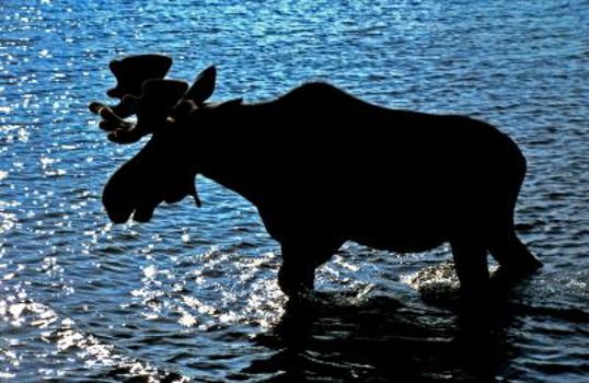 Paperback Off the Grid and Glad I Did in Maine Book