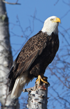 Hardcover Eagle Perched Blank Journal Book