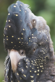 Banks Rabenkakadu: Notizbuch / Tagebuch Kakadu Papagei - DIN A5 120 Seiten liniert - Geschenke f�r Vogelliebhaber