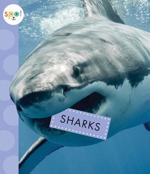 Sharks - Book  of the Spot Ocean Animals