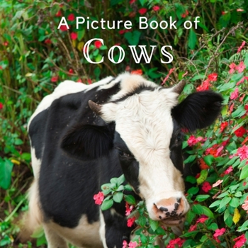 Paperback A Picture Book of Cows: A Beautiful Picture Book for Seniors With Alzheimer's or Dementia. A Great Gift for Elderly Parents and Grandparents! Book