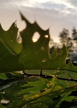 Paperback Leafy Morning Journal Book