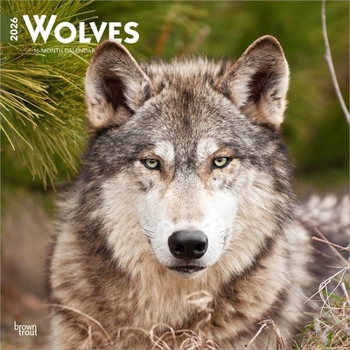 Calendar Wolves 2026 12 X 24 Inch (Hanging) Monthly Square Wall Calendar Plastic-Free Book