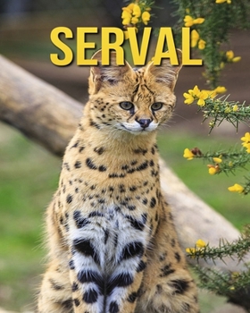 Paperback Serval: Childrens Book Amazing Facts & Pictures about Serval Book