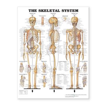 The Skeletal System