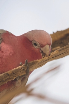 Rosakakadu: Notizbuch / Tagebuch / Reisetagebuch  - DIN A5 120 Seiten liniert -  Geschenk Vogelliebhaber Papagei (German Edition)